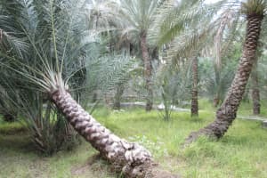 2019-03-Dubai-111
