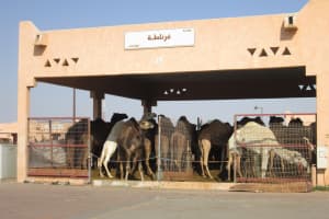 2019-03-Dubai-120