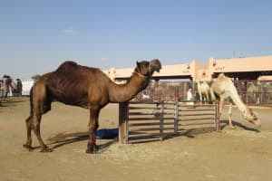 2019-03-Dubai-123