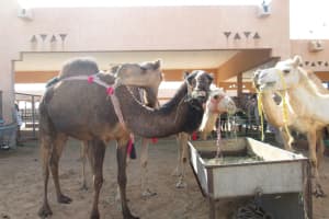 2019-03-Dubai-125