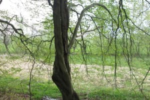 2019-05-BBQ-Welkenraedt-024