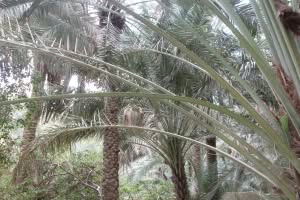2019-03-Dubai-108