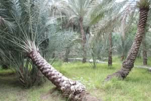2019-03-Dubai-111