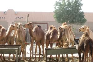 2019-03-Dubai-119