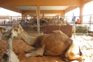 2019-03-Dubai-122