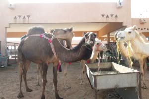 2019-03-Dubai-125