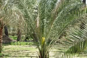 2019-03-Dubai-147