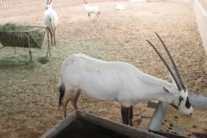 2019-03-Dubai-172
